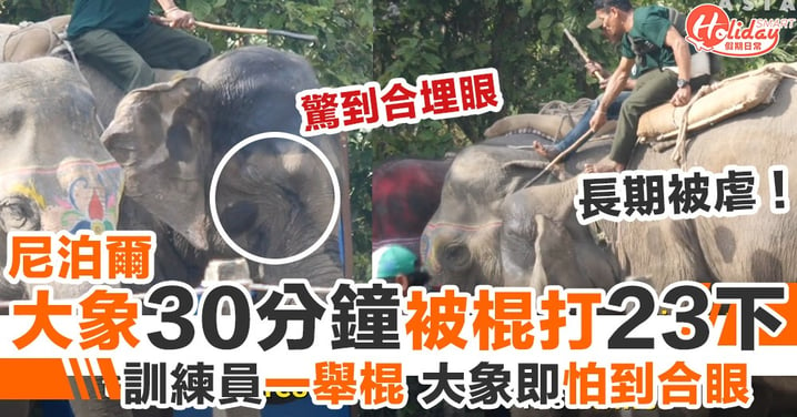 【尼泊爾大象節】大象訓練員30分鐘虐打大象23次 大象怕到合埋眼！