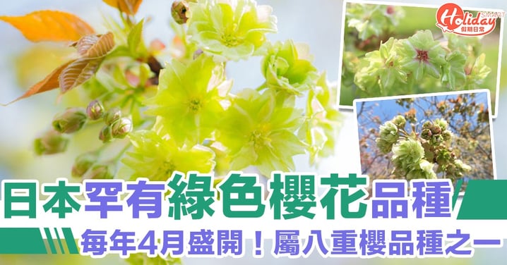 每年4月盛開！日本超稀有綠色櫻花「御衣黃」　八重櫻品種之一