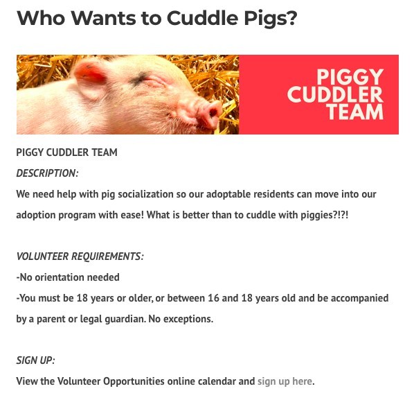 義務「抱抱豬仔員」嘅主要工作就係為肯塔基州救出嘅100隻豬仔適應新生活，同時幫佢哋搵到合適嘅領養人。