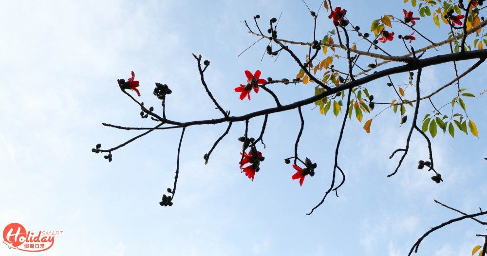 【賞花好去處】2020年4個人氣賞花地！