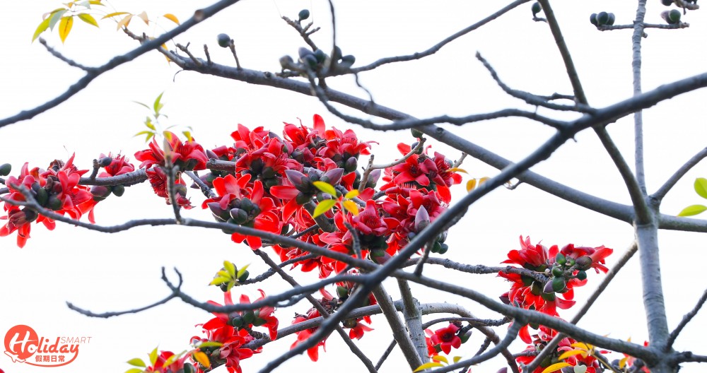 【賞花好去處】2020年4個人氣賞花地！