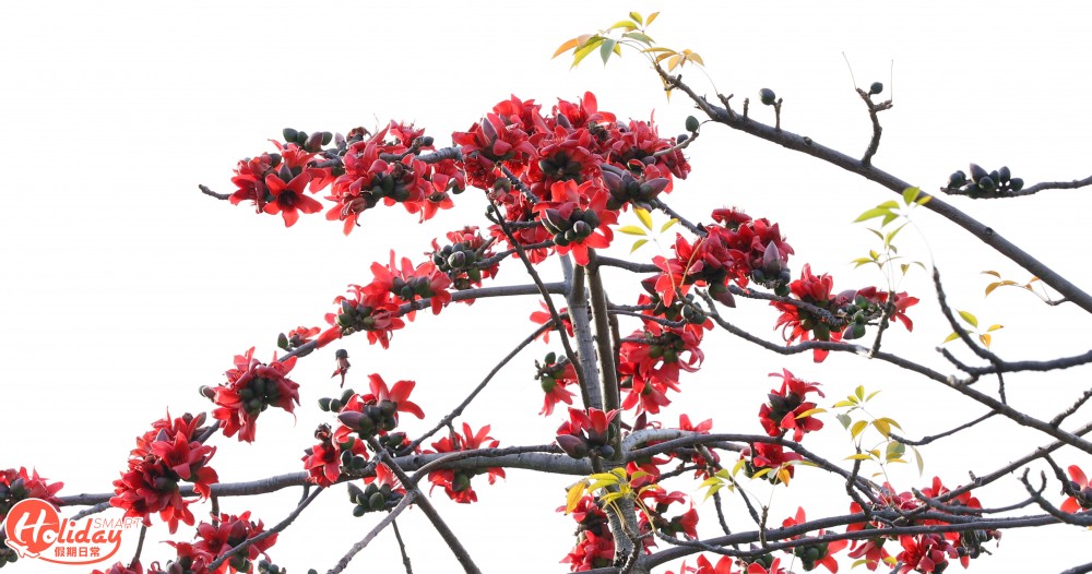 【賞花好去處】2020年4個人氣賞花地！