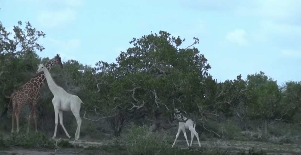 ISHAQBINI HIROLA Conservancy