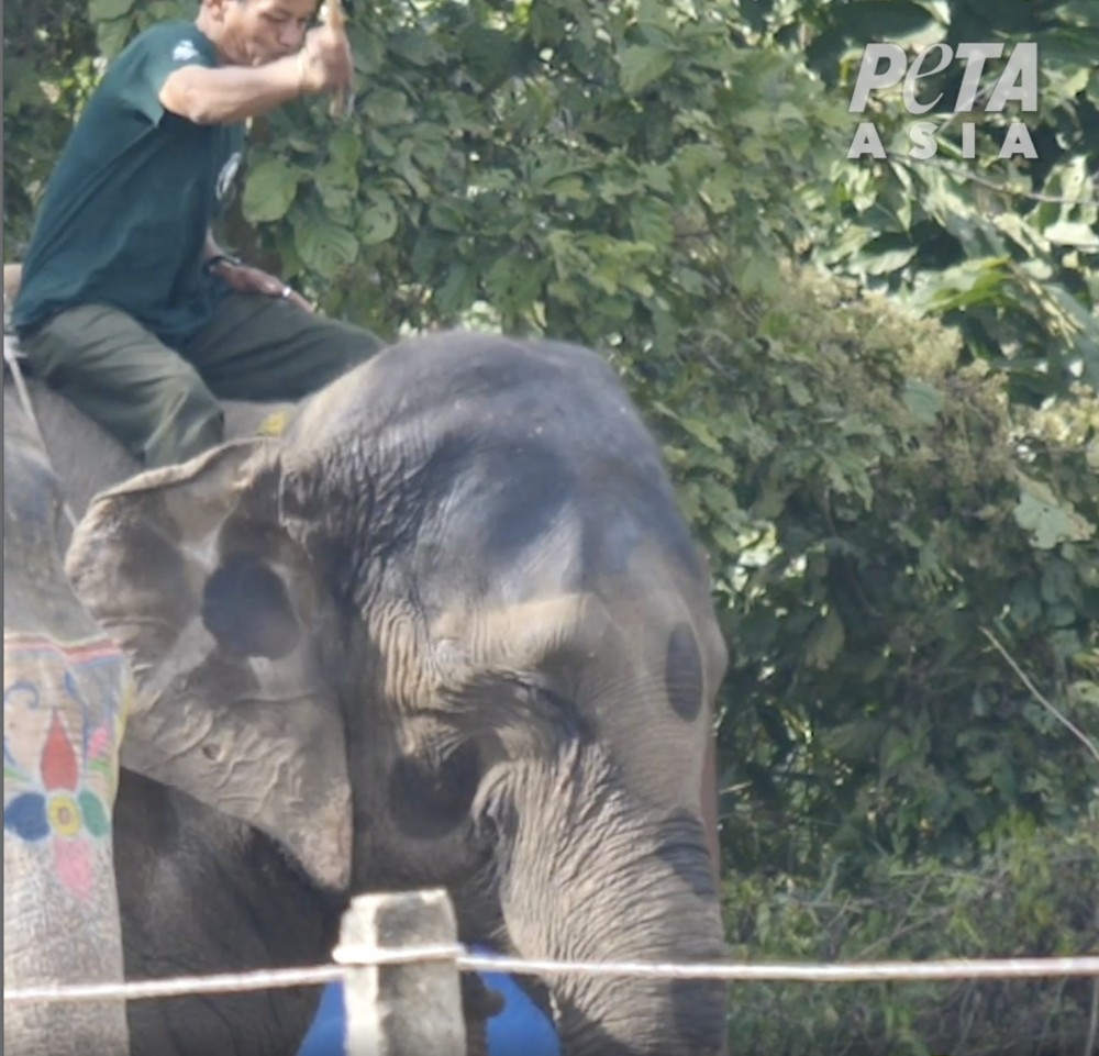 亞洲善待動物組織官網