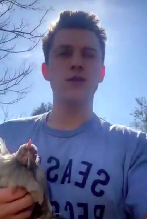 之前「蜘蛛俠」Tom Holland就因為買唔到雞蛋而轉買3隻母雞，希望可以養到佢哋生蛋。