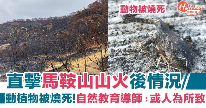 【馬鞍山山火】直擊馬鞍山山火後情況！動植物被燒死 自然教育導師：或人為所致