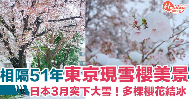 【日本櫻花】相隔51年東京現櫻雪美景！日本3月突下大雪  多棵櫻花結冰