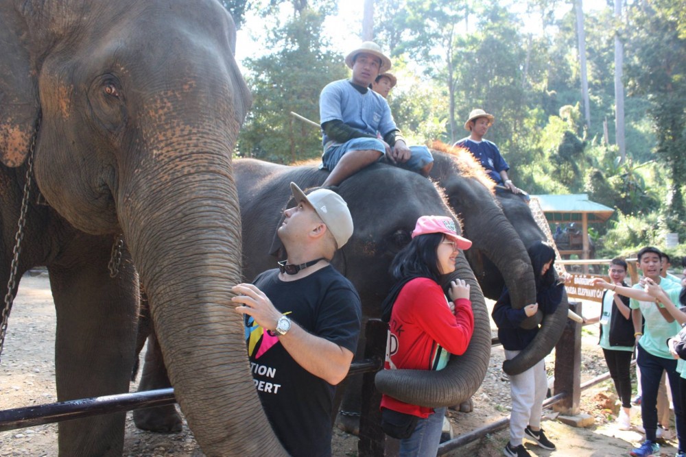 泰國清邁一個大象營地「Maesa Elephant Camp」,自1976年成立,多年地一直都有騎大象服務同大象表演畀遊客參與。