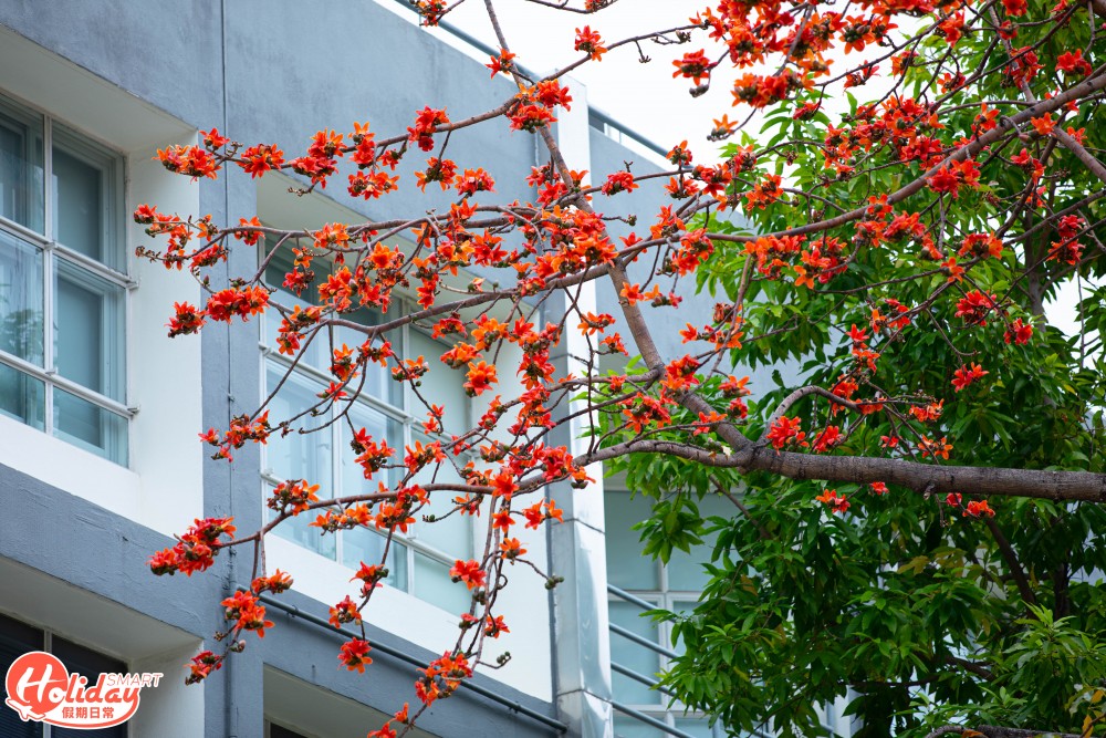 【賞花好去處】2020年4個人氣賞花地！