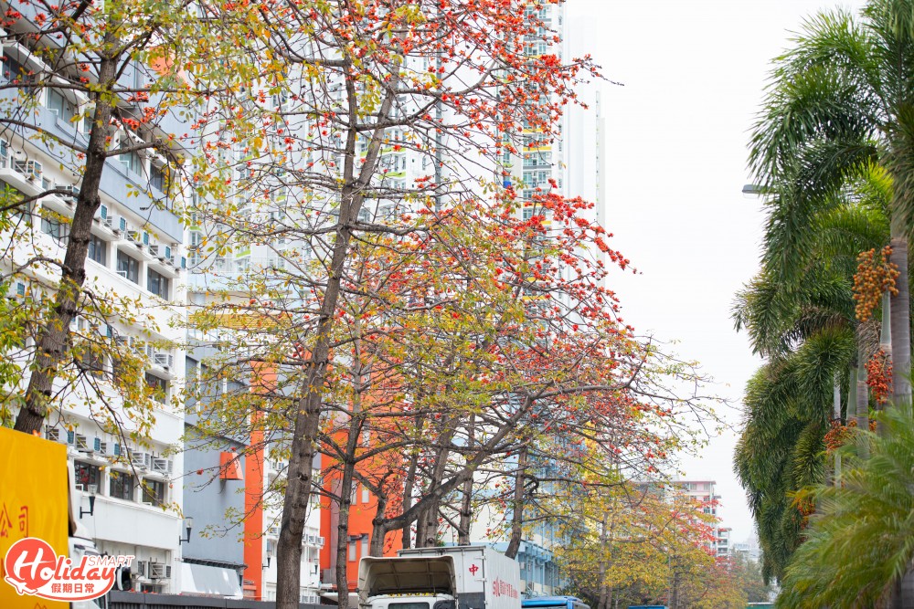 【賞花好去處】2020年4個人氣賞花地！