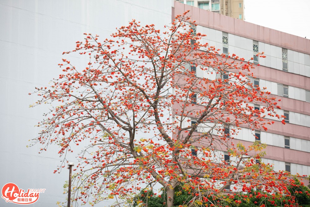 【賞花好去處】2020年4個人氣賞花地！