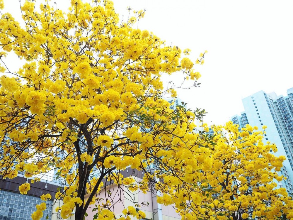 【賞花好去處】2020年4個人氣賞花地！