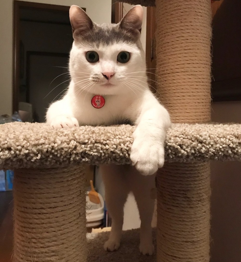 IG@cici.toto.mametchi