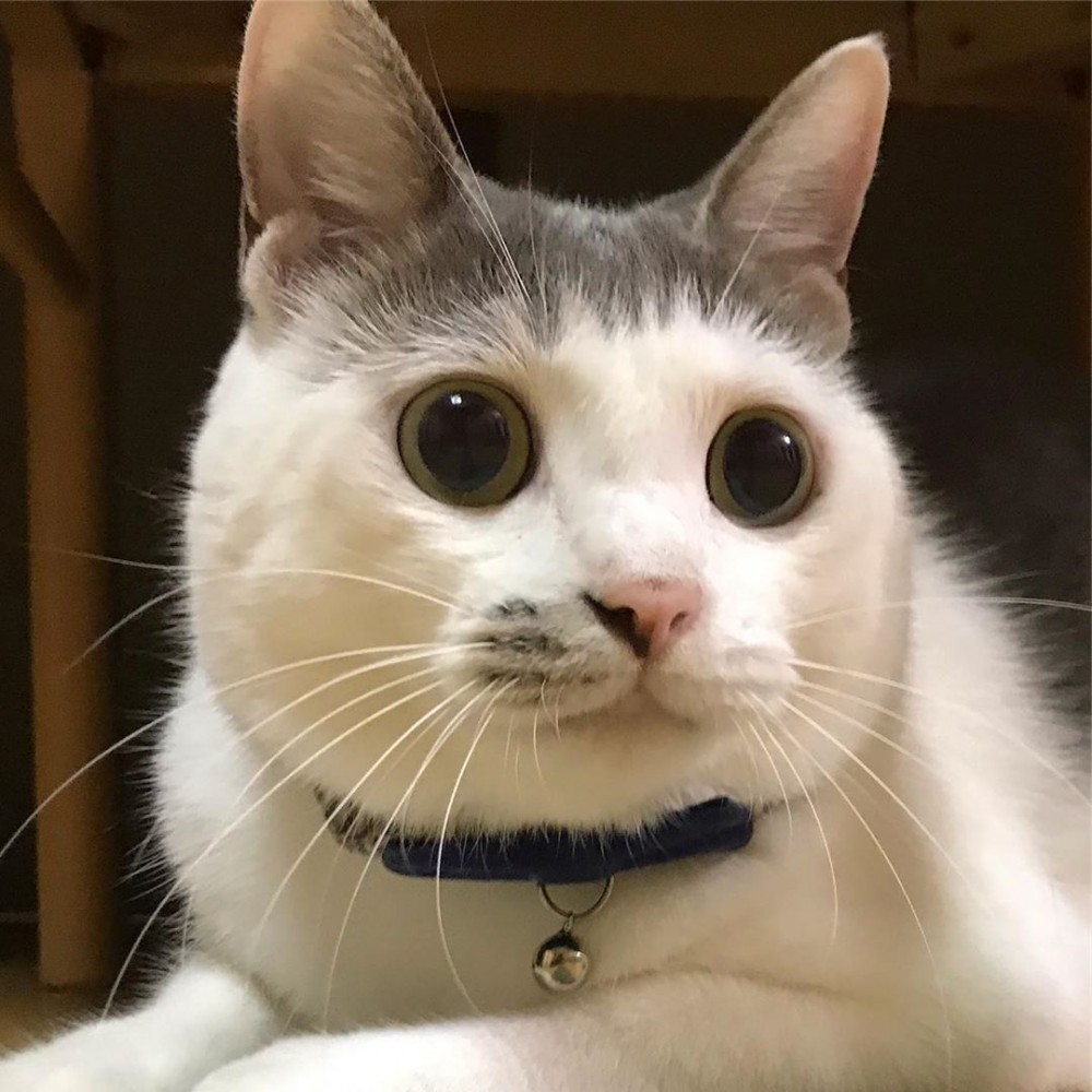 IG@cici.toto.mametchi