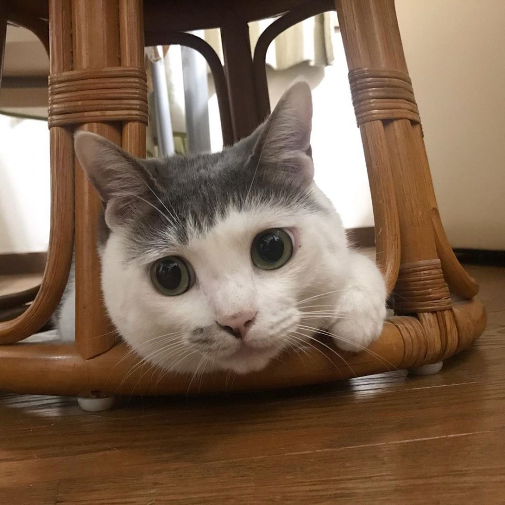 IG@cici.toto.mametchi