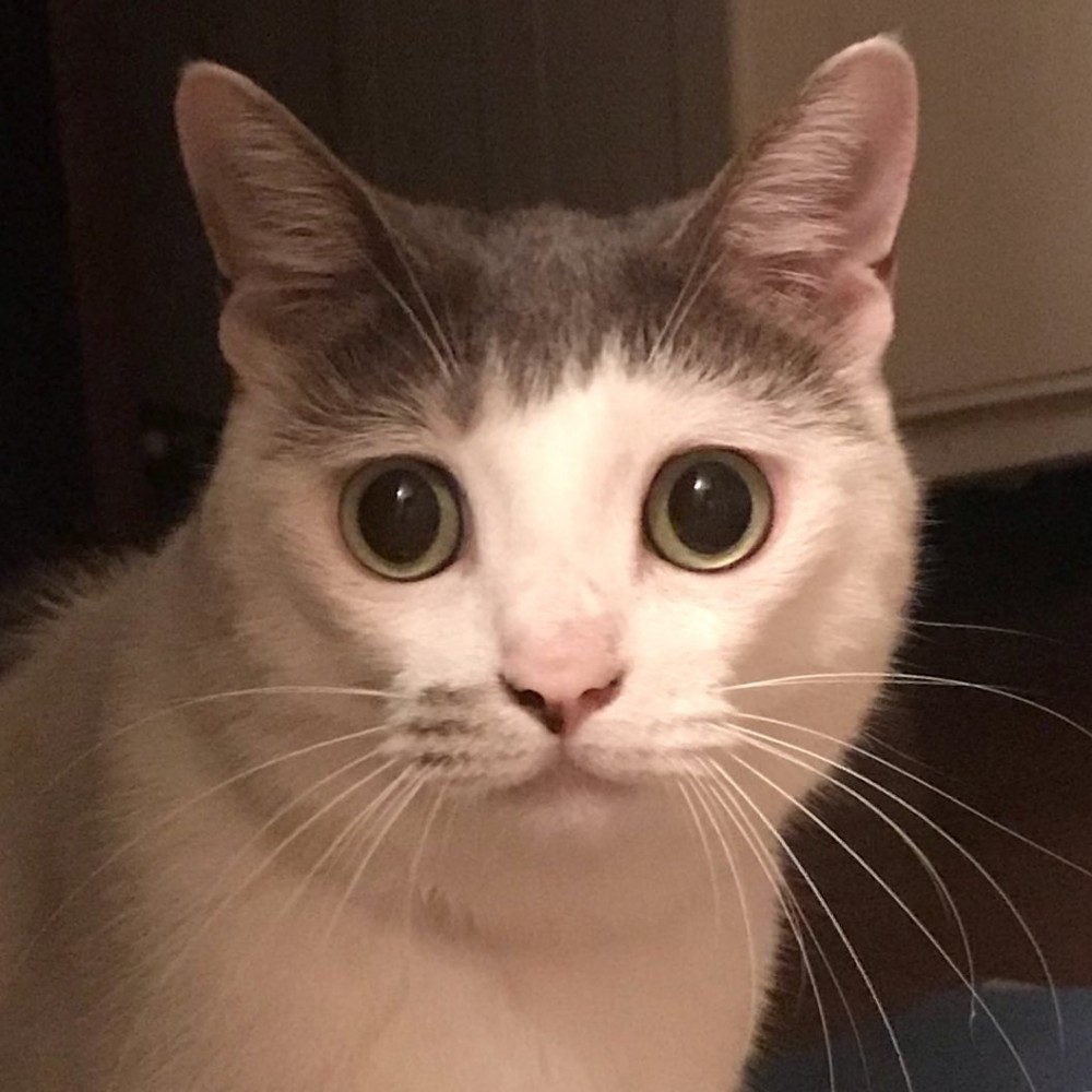 IG@cici.toto.mametchi