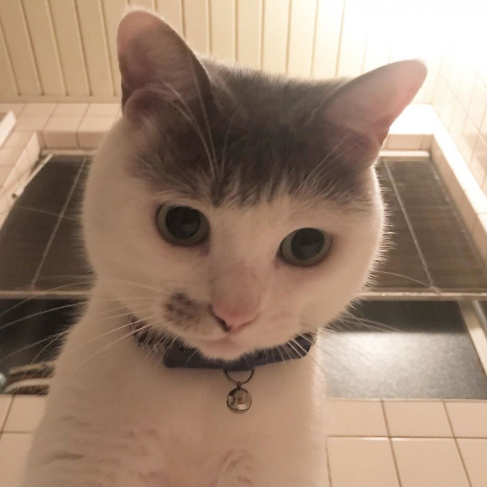 IG@cici.toto.mametchi