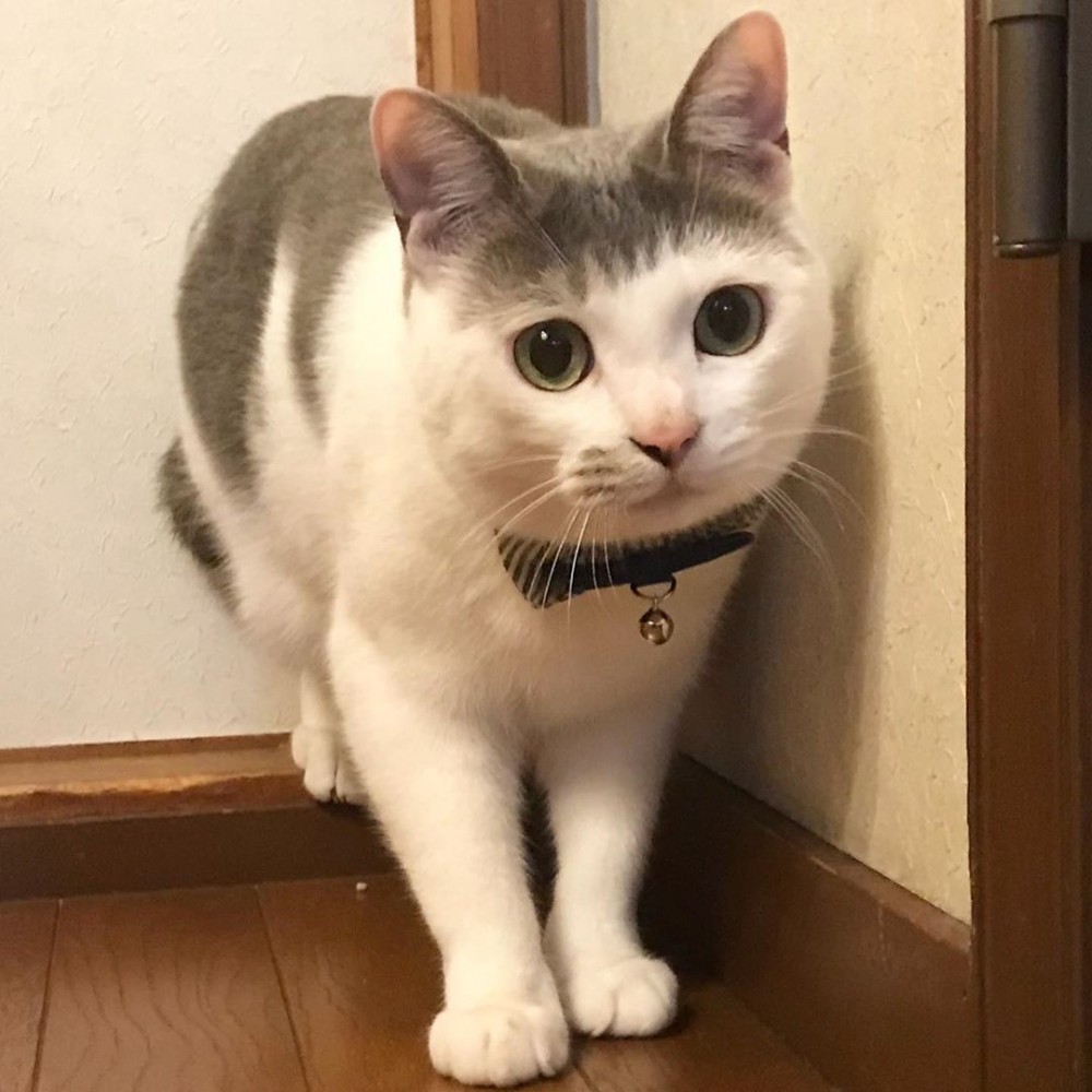 IG@cici.toto.mametchi