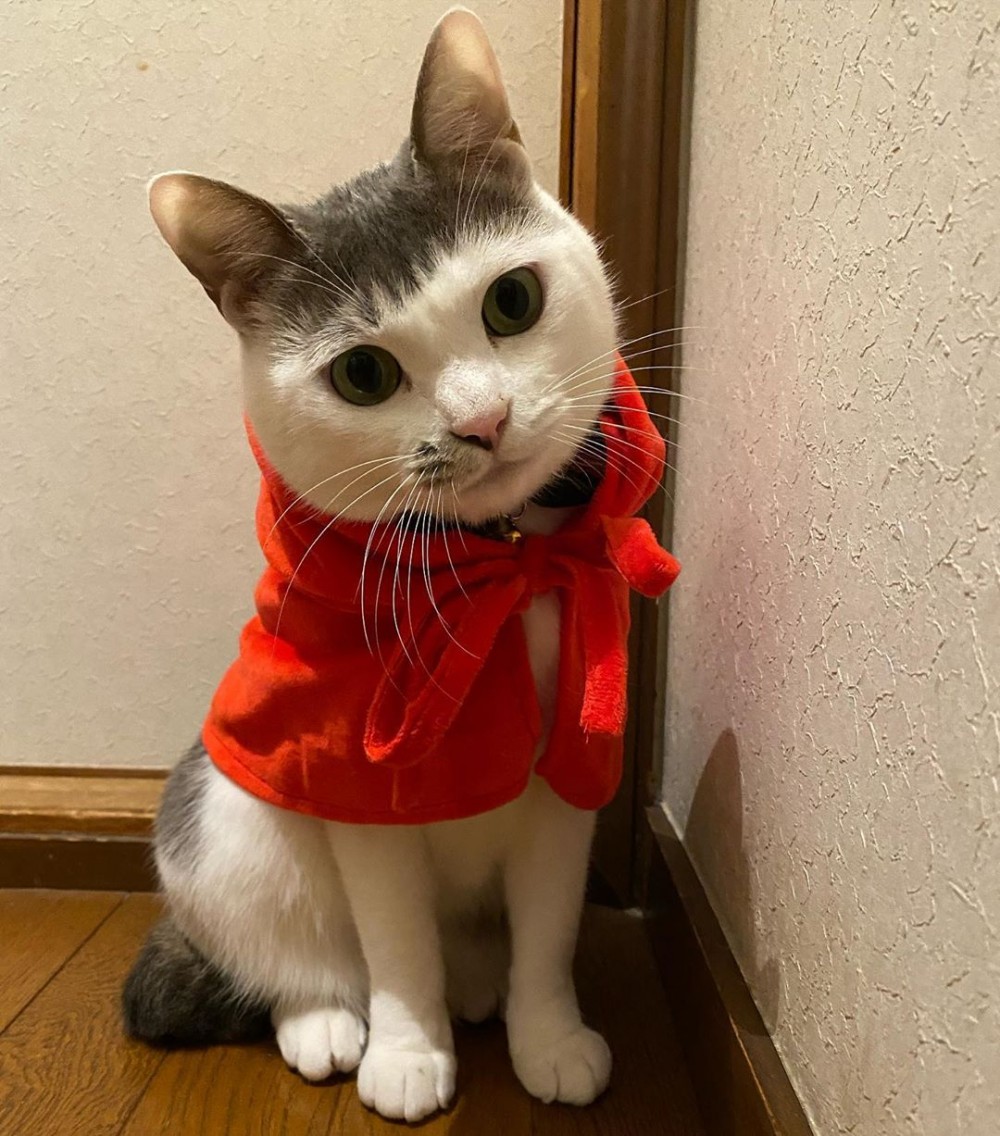 IG@cici.toto.mametchi