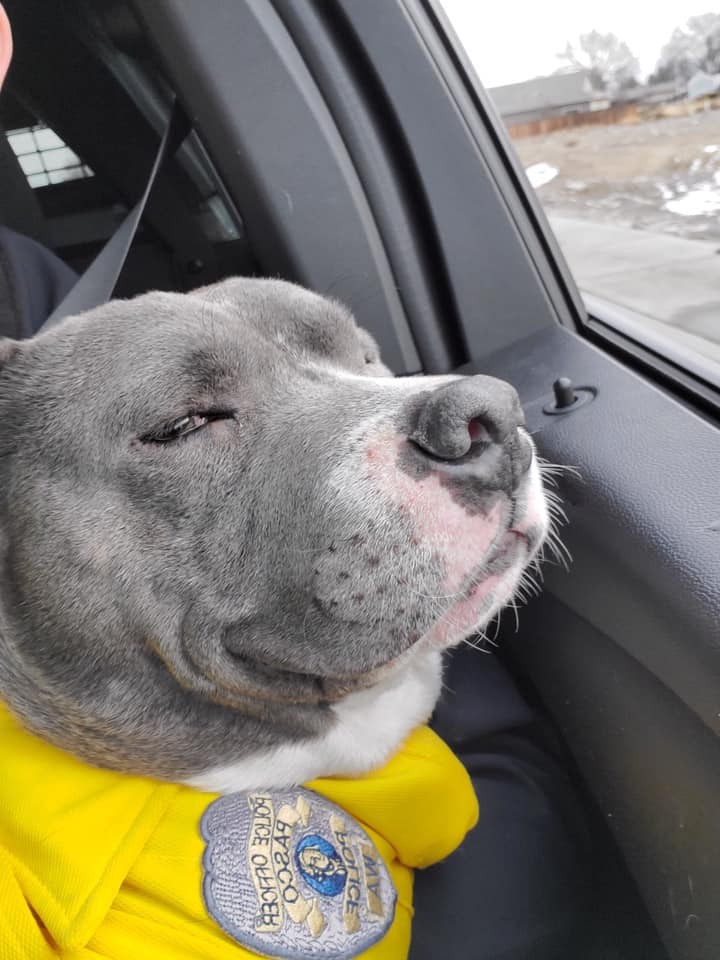 Eddie被當地嘅動物管理員送去檢查後發現佢患有腫瘤，已經有一隻眼睛失明，而且只有6~12個月壽命。