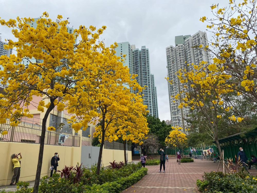 【賞花好去處】2020年4個人氣賞花地！