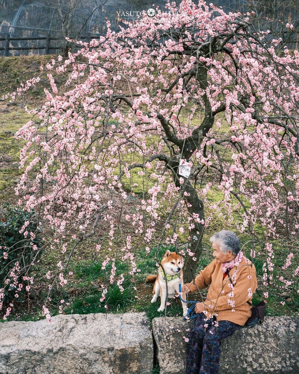日本 柴犬 婆婆
