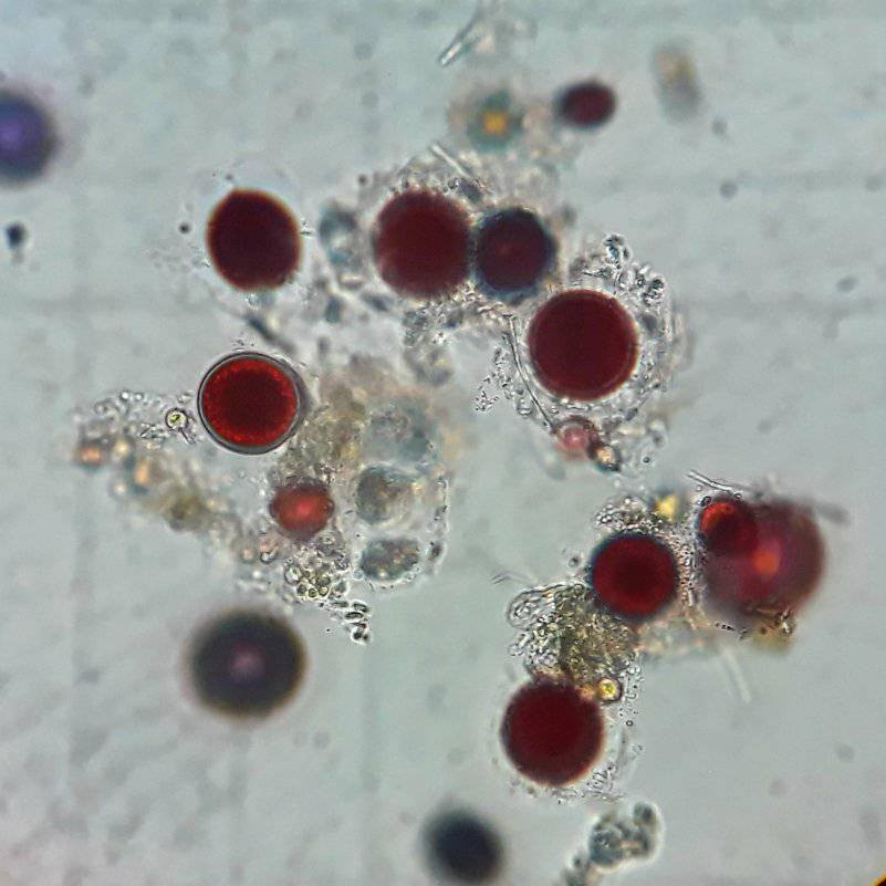 經科學家查證,依片紅色嘅真身,其實係一種生長喺雪地嘅單細胞海藻,名為:極地雪藻(Chlamydomonas nivalis)。