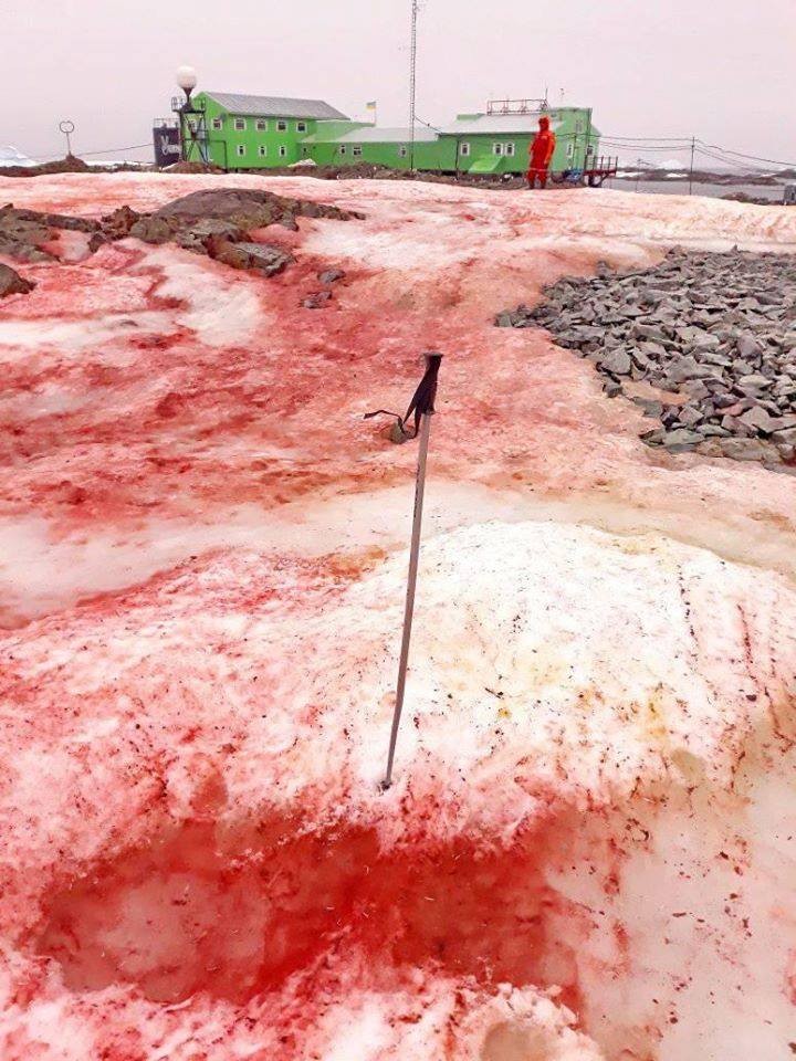 從相中可見,雪地被染成一片血紅,非常恐佈,唔講仲以為嗰度啱啱進行完一場大屠殺添~