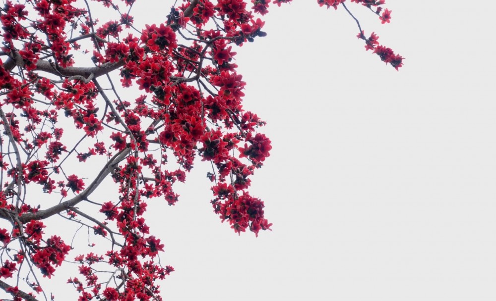 【賞花好去處】2020年4個人氣賞花地！