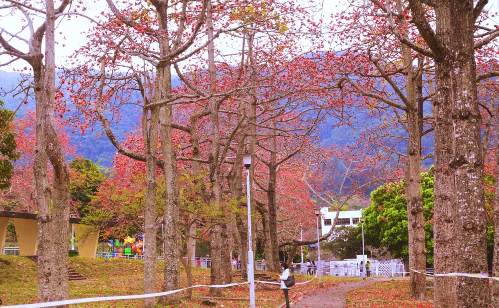 【賞花好去處】2020年4個人氣賞花地！