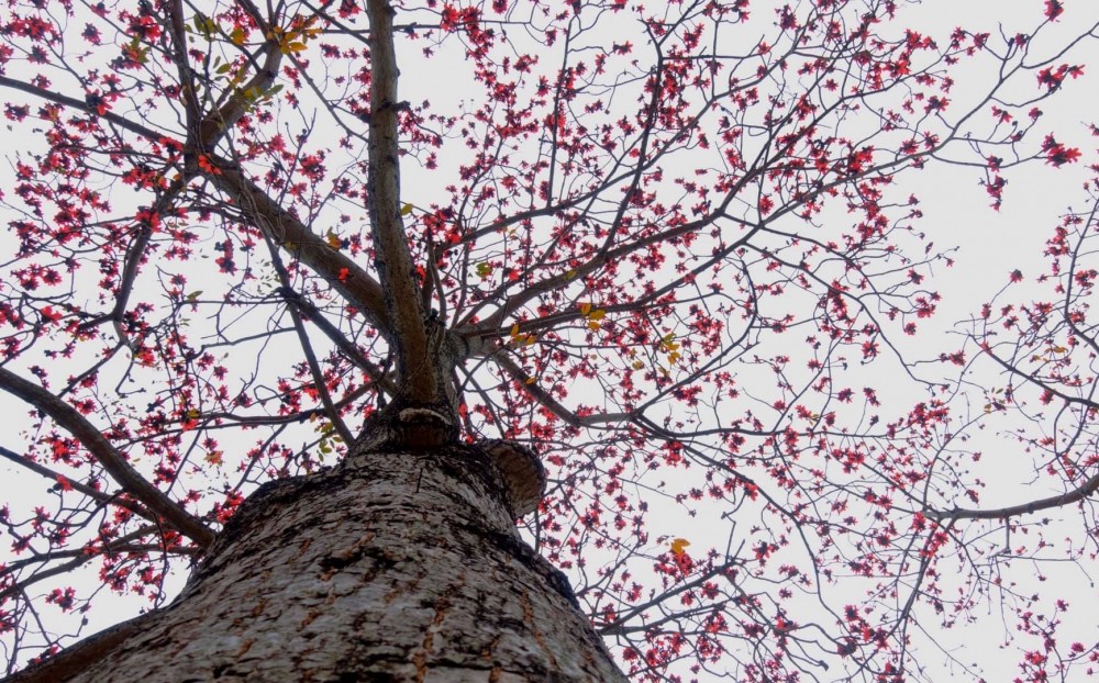 【賞花好去處】2020年4個人氣賞花地！