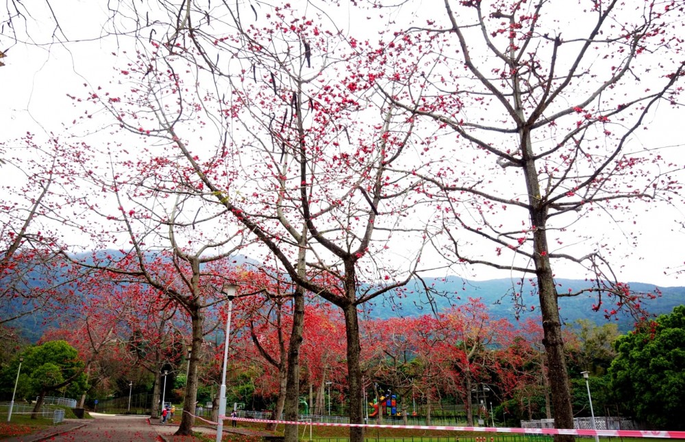 【賞花好去處】2020年4個人氣賞花地！