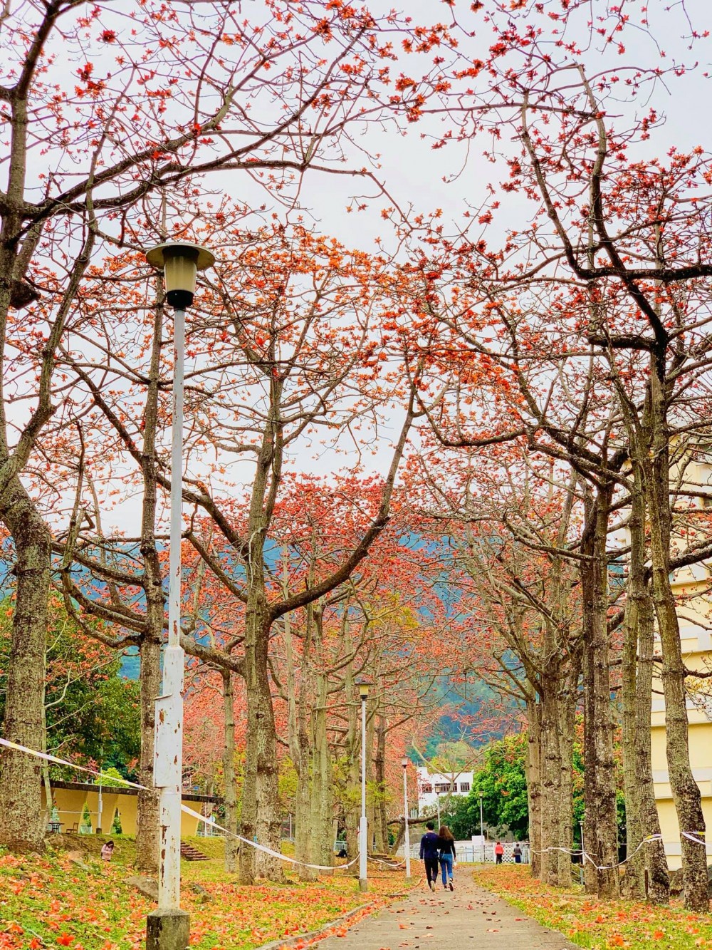【賞花好去處】2020年4個人氣賞花地！