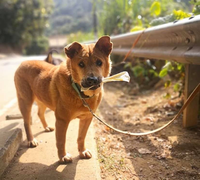 救狗之家經營困難!每月醫療費數十萬起跳
