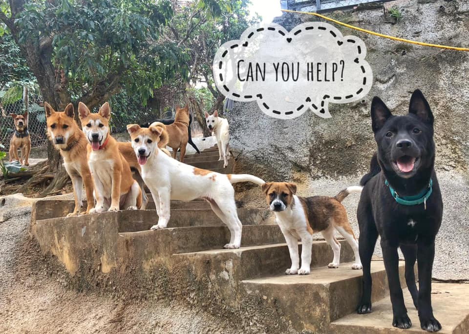 救狗之家經營困難!每月醫療費數十萬起跳