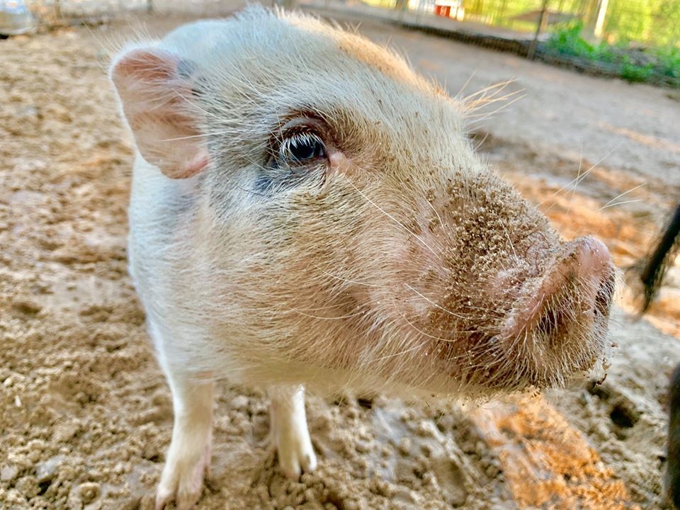 「抱抱豬仔員」嘅工作大約為期1個月，希望可以喺1個月內令豬仔習慣與人相處，為領養做好準備。