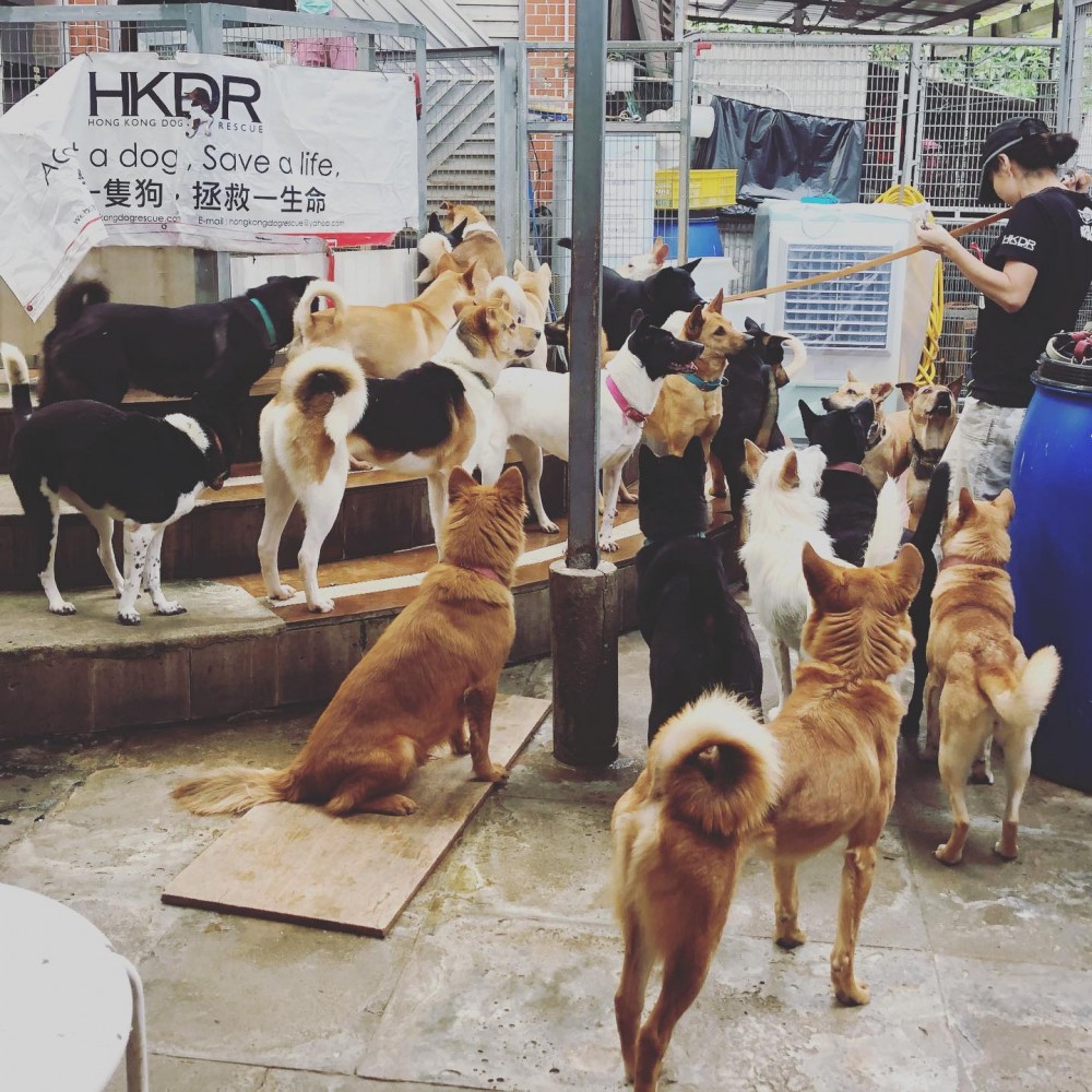 救狗之家經營困難!每月醫療費數十萬起跳