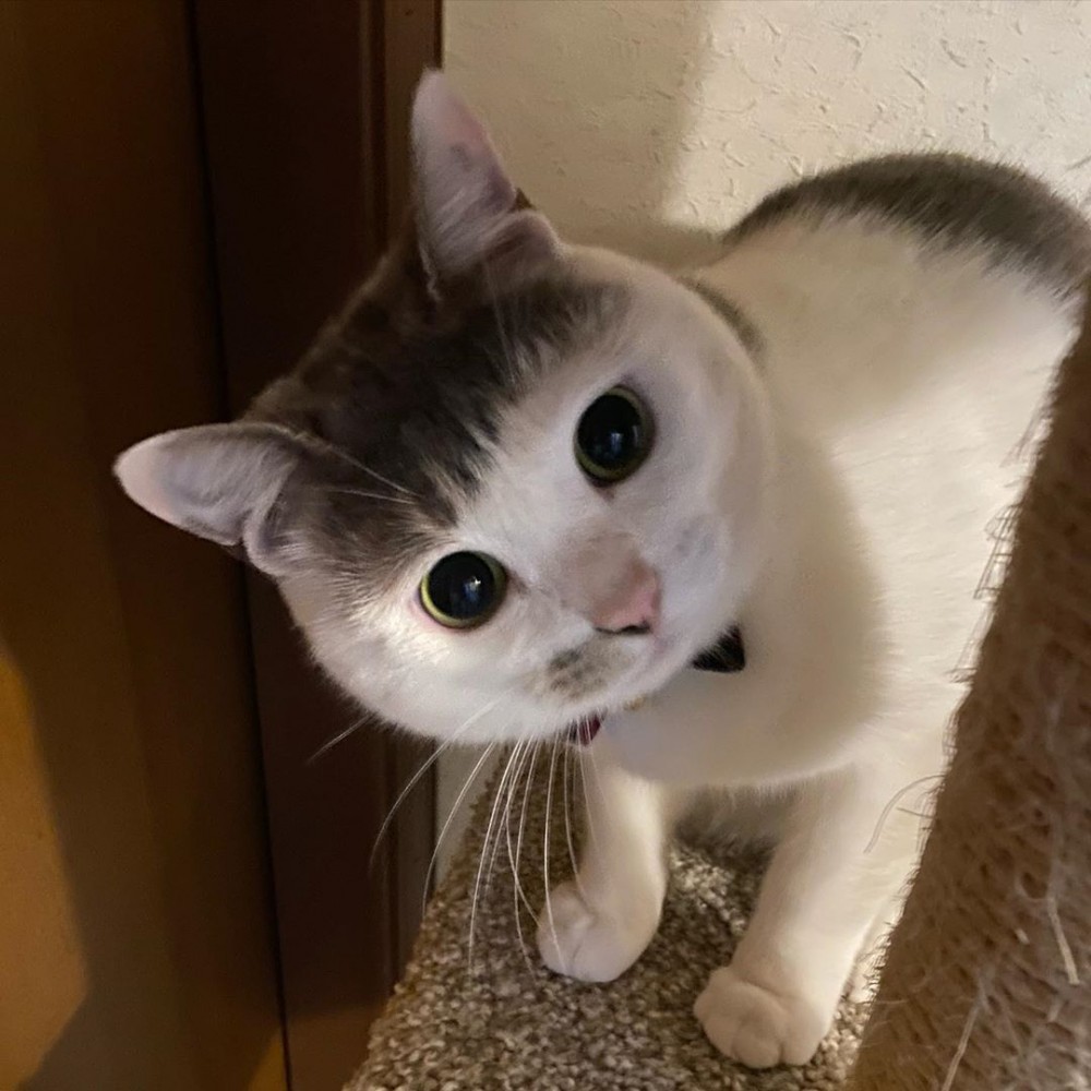 IG@cici.toto.mametchi