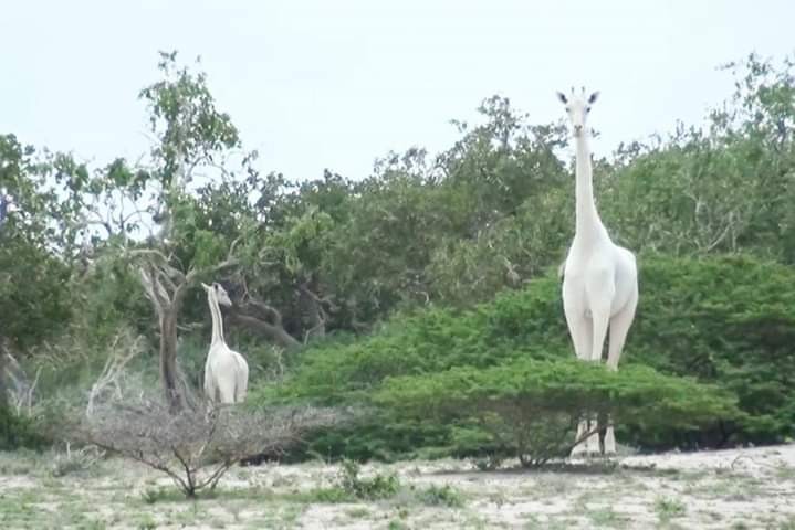ISHAQBINI HIROLA Conservancy