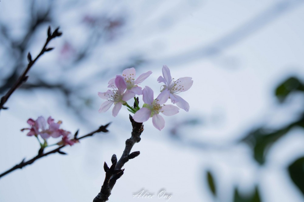 將軍澳單車公園櫻花陸續開花!