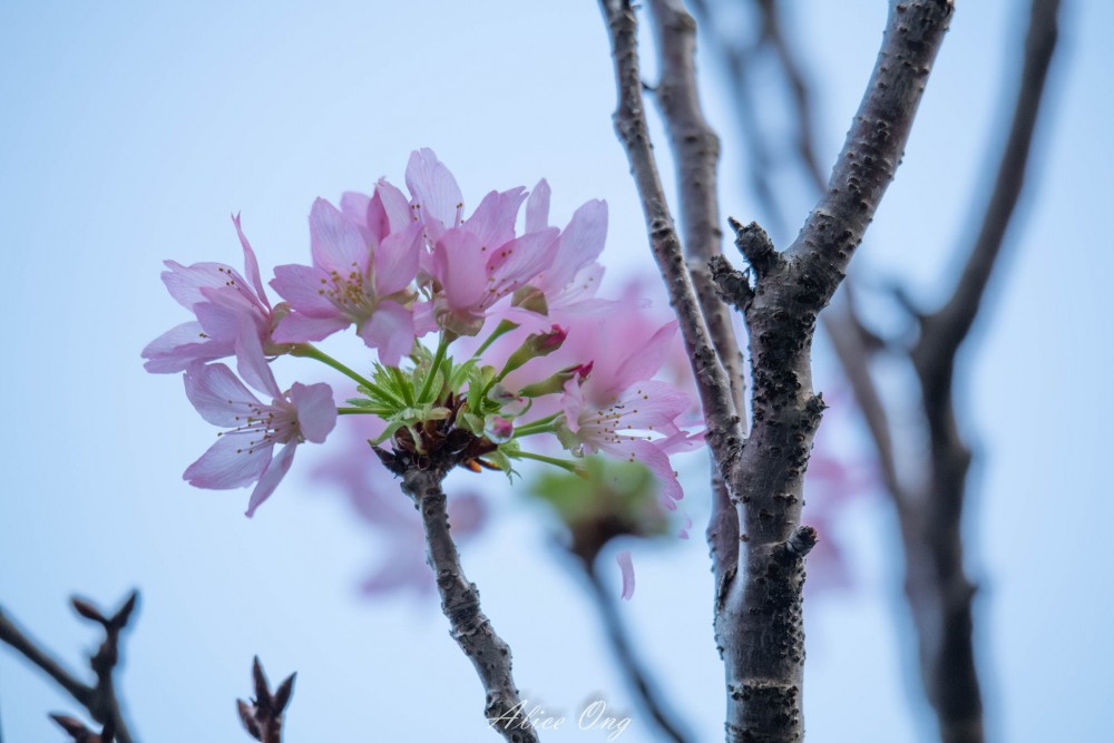 將軍澳單車公園櫻花陸續開花!
