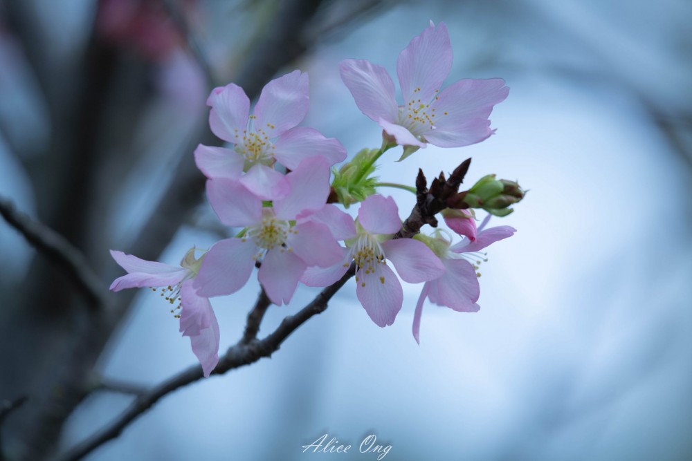 將軍澳單車公園櫻花陸續開花!