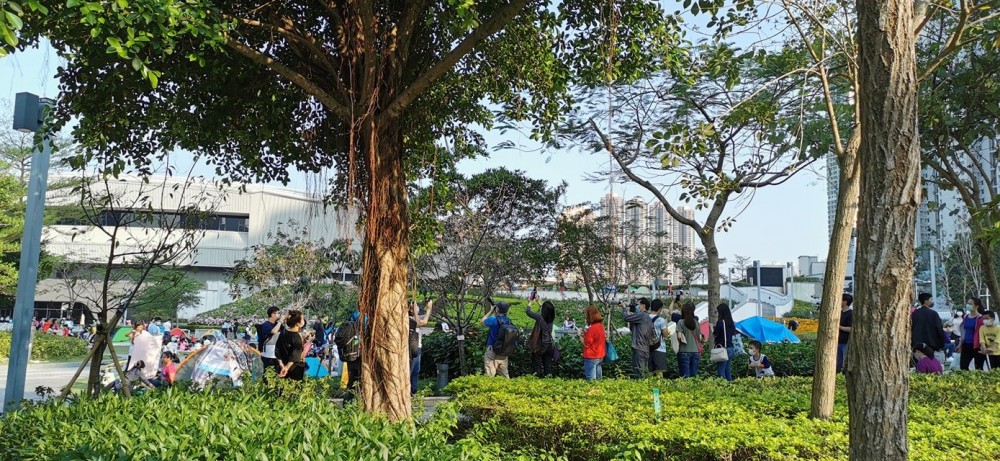 將軍澳單車公園櫻花陸續開花!