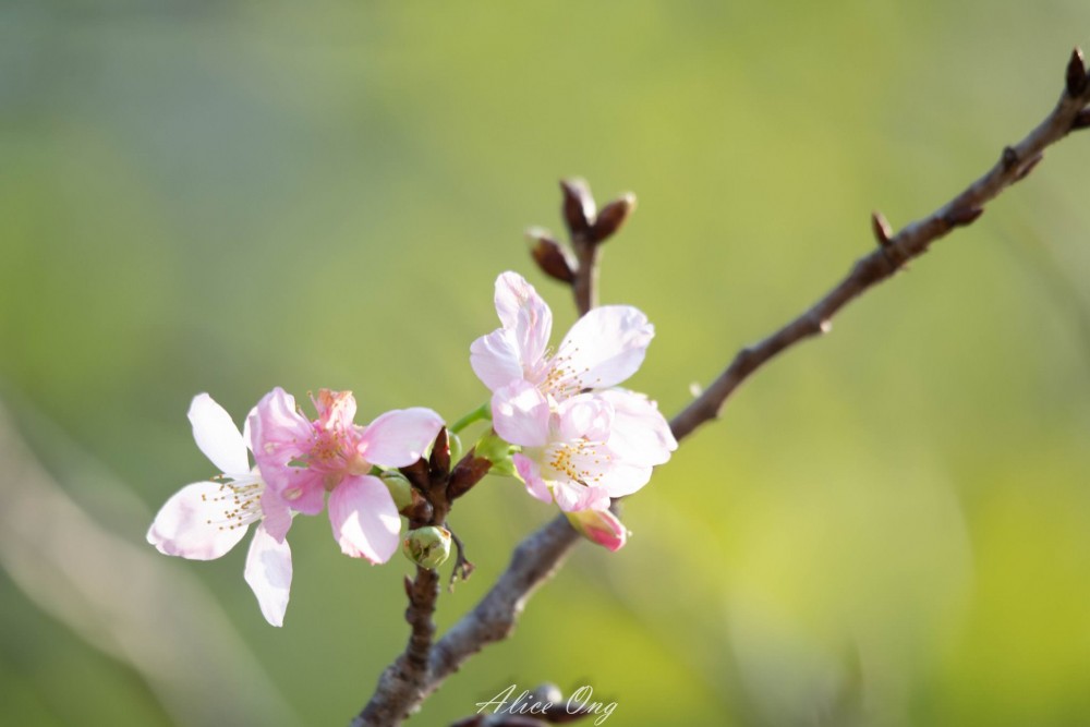 將軍澳單車公園櫻花陸續開花!