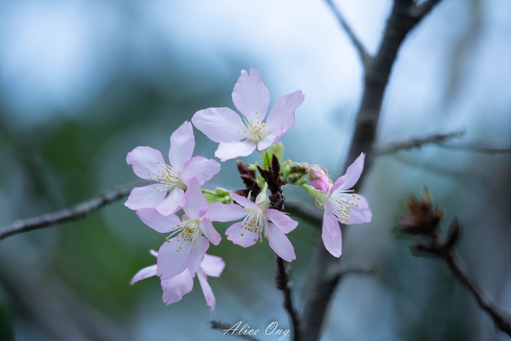 將軍澳單車公園櫻花陸續開花!