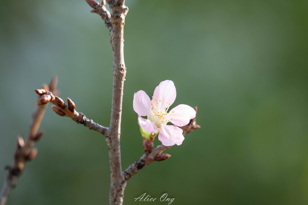 將軍澳單車公園櫻花陸續開花!