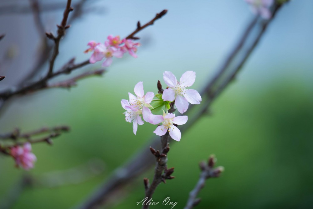 將軍澳單車公園櫻花陸續開花!