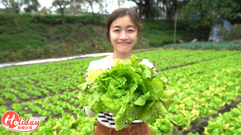 【元朗好去處】 $40任摘本地生菜!