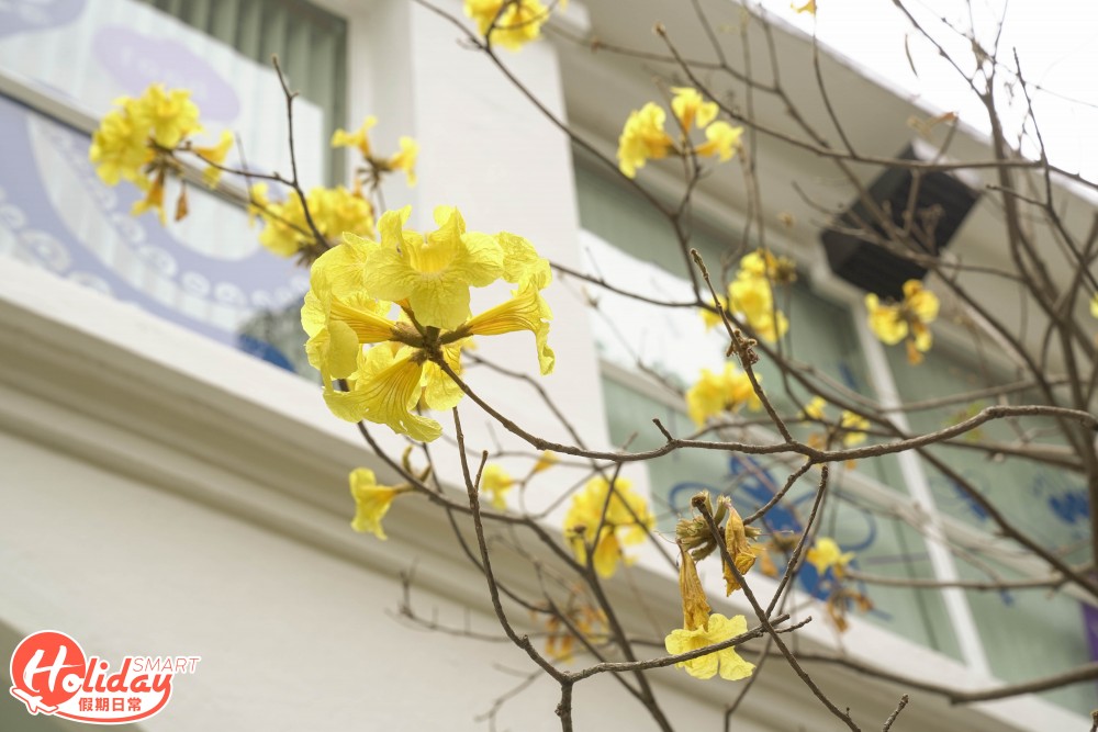 正能量企鵝 扭蛋 賞花