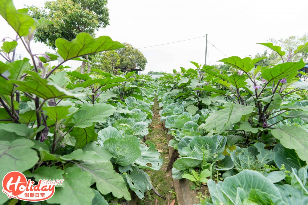 【元朗好去處】 $40任摘本地生菜!